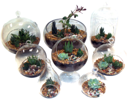 Succulent Gift Product - Glass