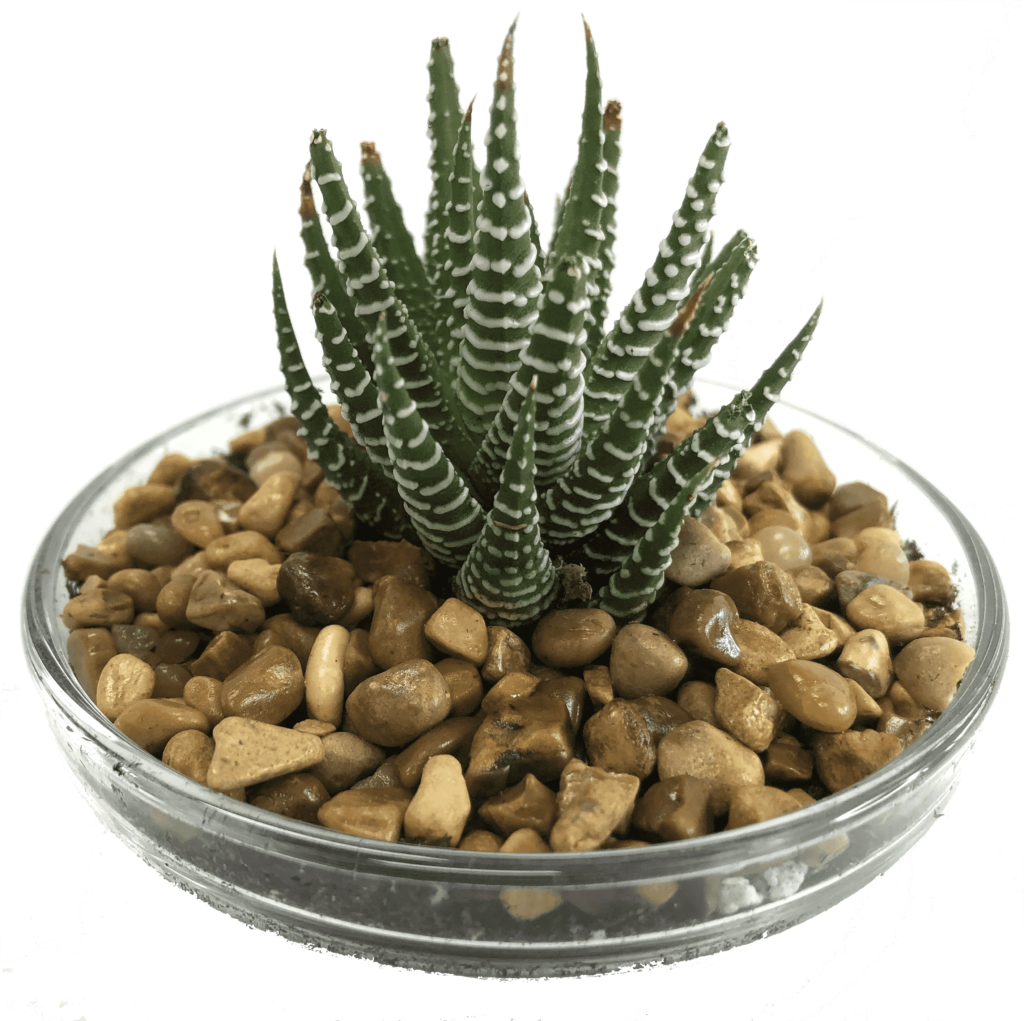 know-thy-succulent-haworthia-succulent-garden-gifts