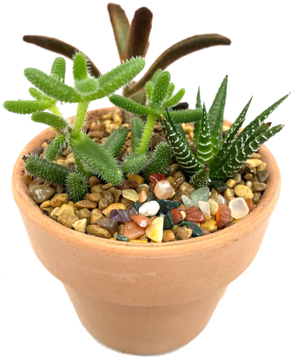 4 Inch Terra Cotta Container with Succulents