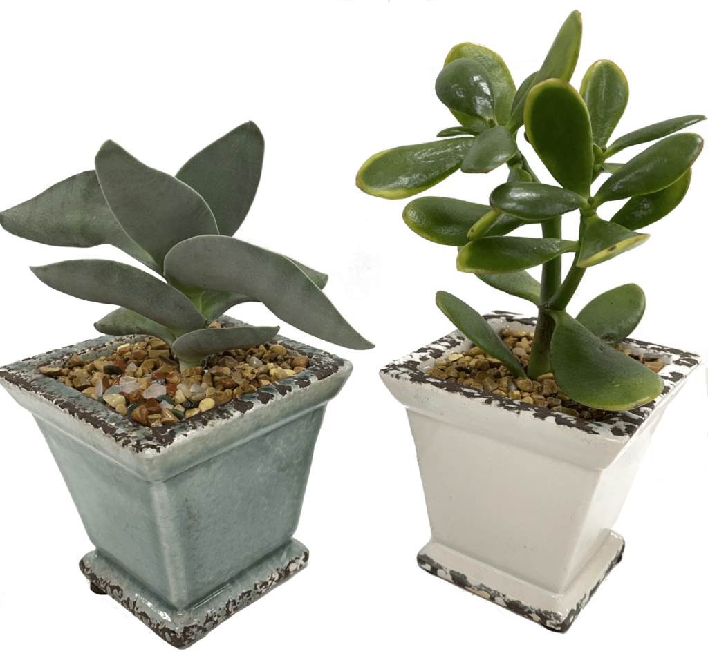 Decorative Ceramic Planter - Succulent Garden Gifts
