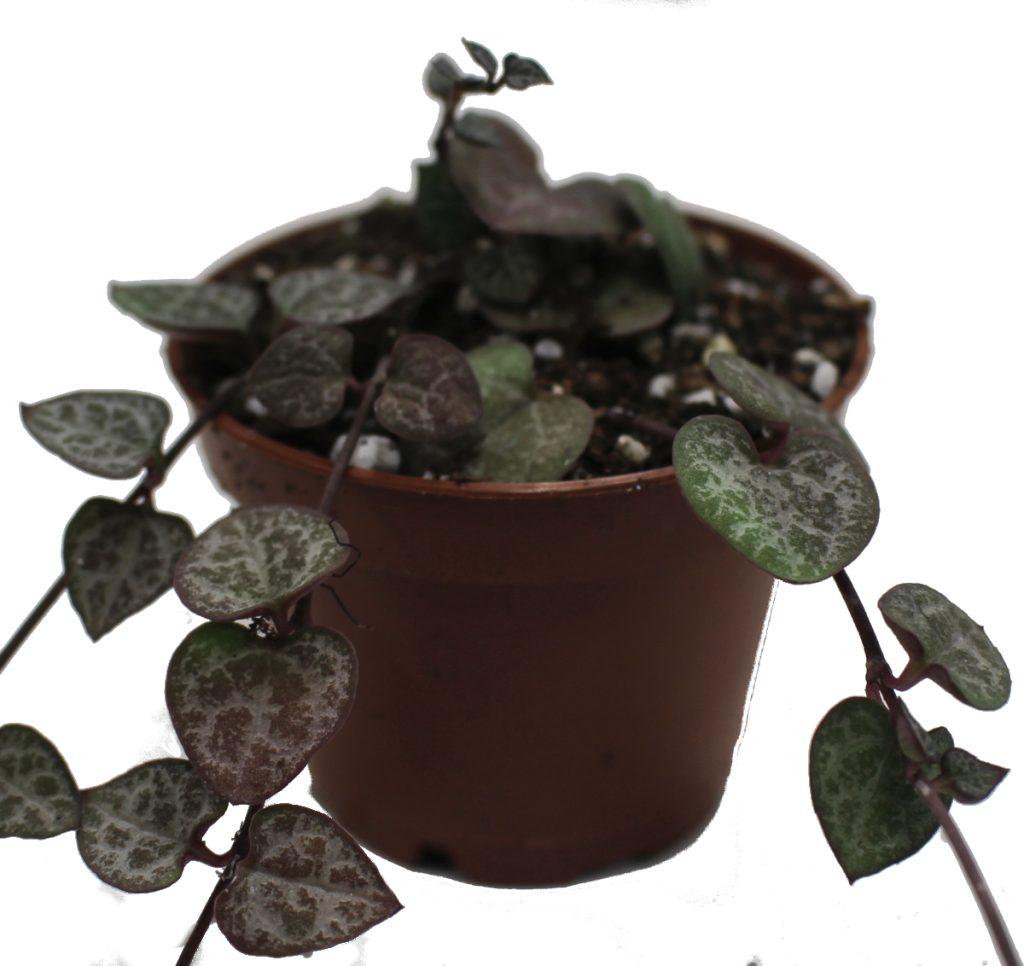 String Of Hearts Succulent Garden Gifts