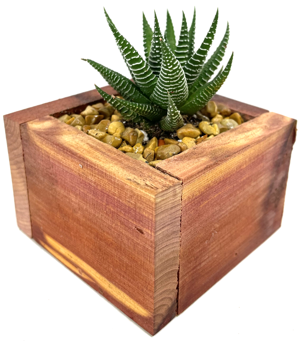 https://succulentgardengifts.com/wp-content/uploads/2022/05/Mini-Cedar-Box.png