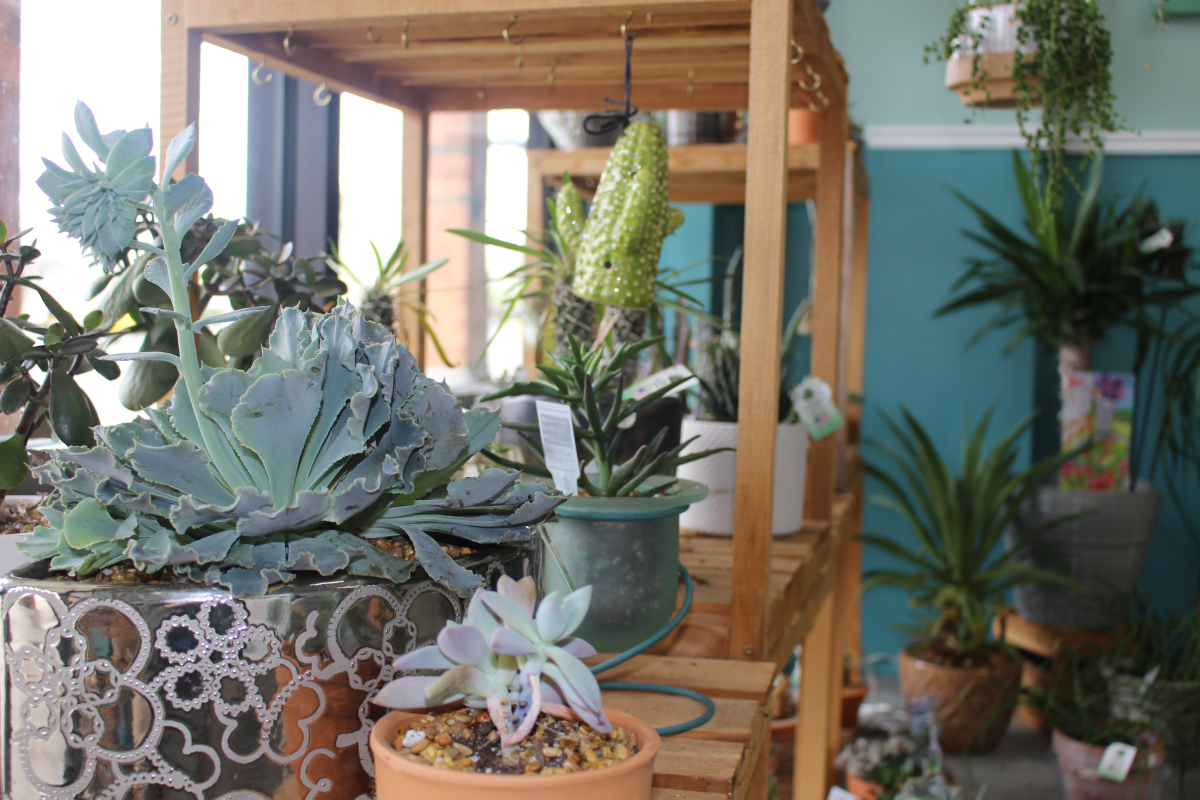 Shop Display with Succulents