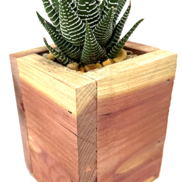 Tall Mini Cedar Box