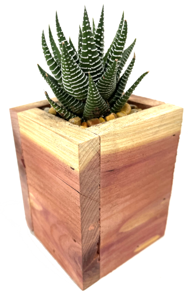 Tall Mini Cedar Box