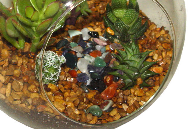 Gemstones in a Glass Succulent Container
