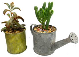 Metal Tin Succulent Containers