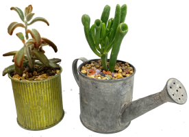 Succulent Gift Product - Metal/Tin