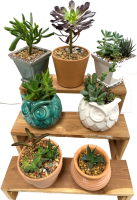 Succulent Gift Product - Terra Cotta