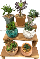 Terra Cotta Succulent Containers