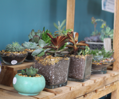 Shelf of Attractive Succulent Containers
