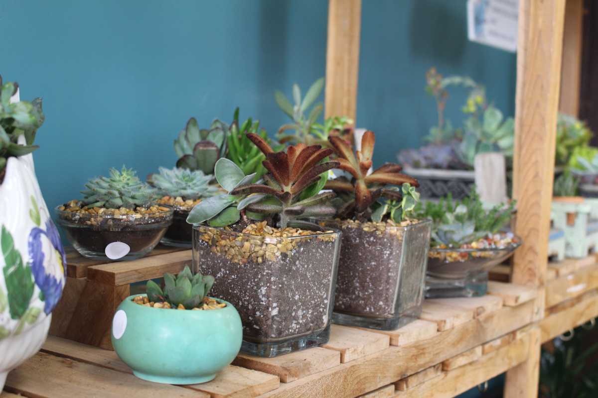 Shelf of Attractive Succulent Containers