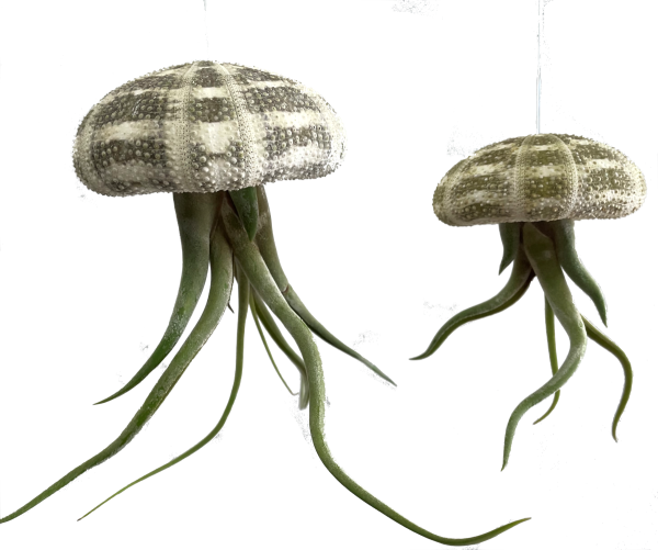 Small and Large Jellyfish Air Plants