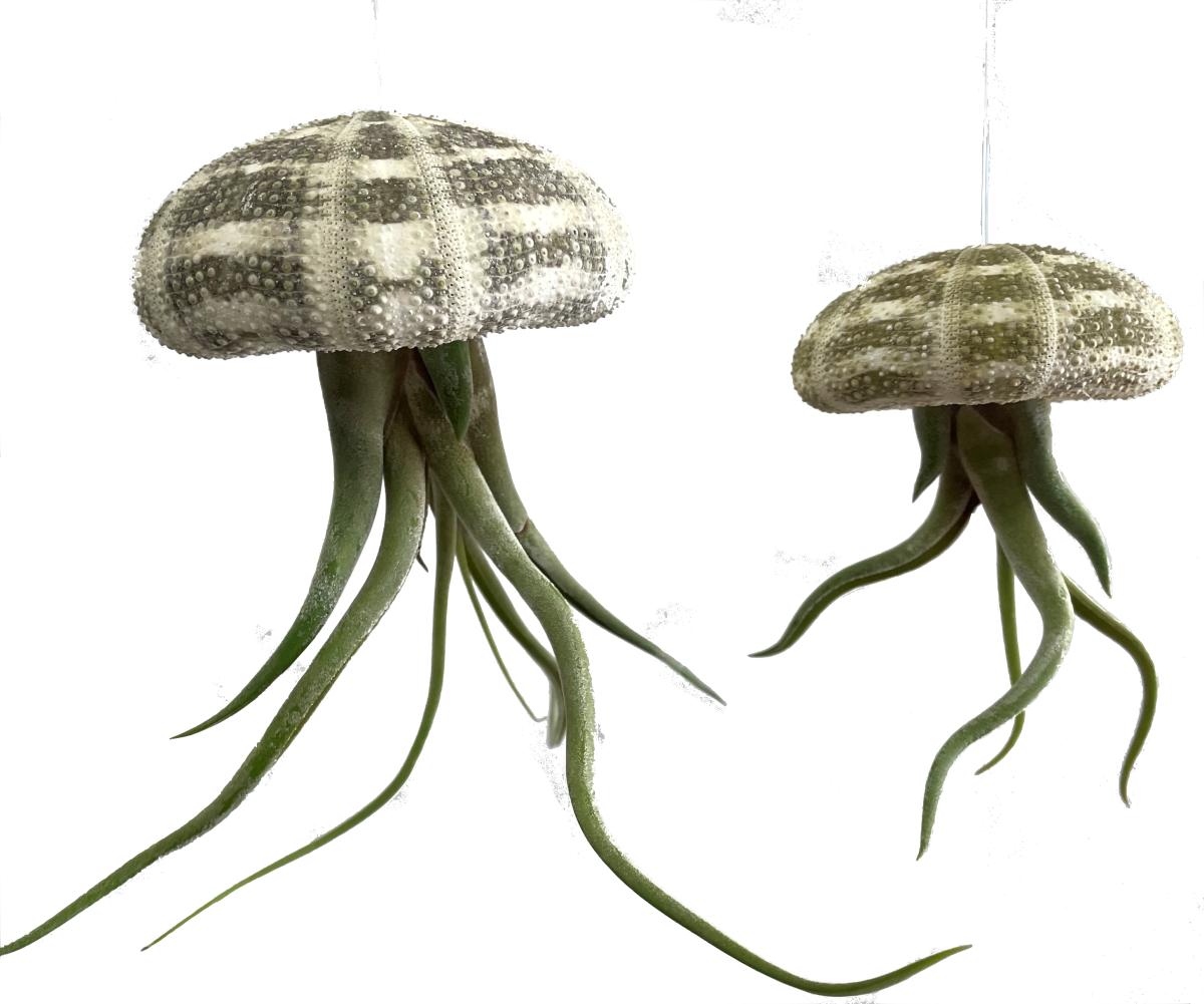 Small and Large Jellyfish Air Plants